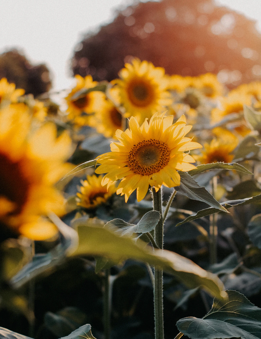 Embracing Slow Care: Tips for Nourishing Skin with Intention This Season
